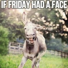 a donkey running in the grass with it's mouth open and words saying if friday had a face