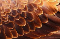 the feathers of a bird are brown and orange