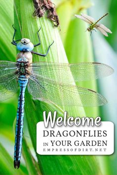 two dragonflies sitting on top of a green plant with the caption welcome to your garden