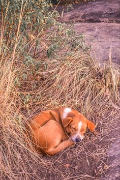 a brown and white dog laying on top of a dry grass covered field next to a bush