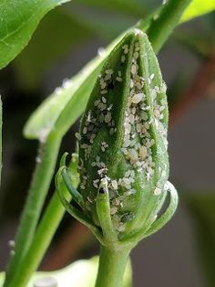 a close up of a green plant with white bugs on it