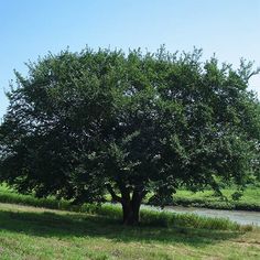 a large tree sitting in the middle of a lush green field next to a river