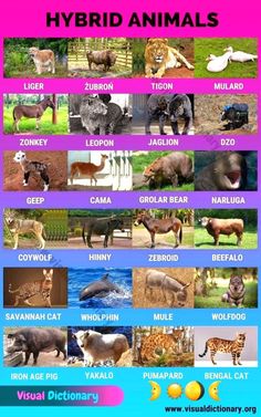 a poster with different types of animals and their names