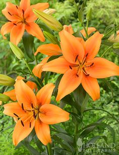 orange flowers are blooming in the garden