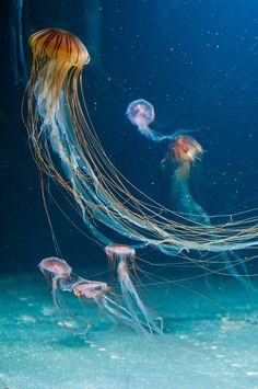 two jellyfish swimming in the ocean together