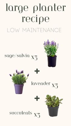 Large Outdoor Planter, Pot Ideas Lavender Planter Ideas, Potted Lavender Outdoor, Full Sun Planter Ideas, Lavender Planter, Lavender Planters, Lavender Potted Plant, Garden Getaway, Fern Planters, Porch Planter