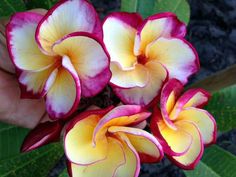 two yellow and red flowers with green leaves in the foreground, on a person's hand