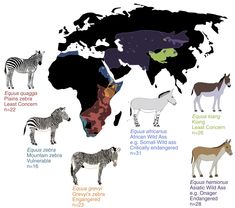 the world map with different types of animals in each country, including zebras and giraffes