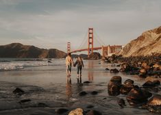 two people are walking on the beach by the water and bridge in the background,