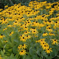 a field full of yellow flowers with green leaves