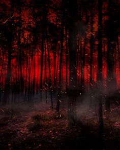 red and black photograph of trees in the woods at night with fog coming from them