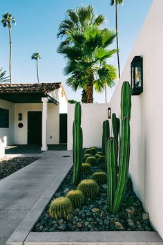 a cactus garden in front of a white stucco house with palm trees and gravel walkway