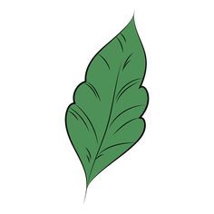 a green leaf on a white background