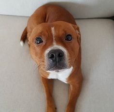 a brown and white dog laying on top of a couch next to a pillow with its eyes wide open