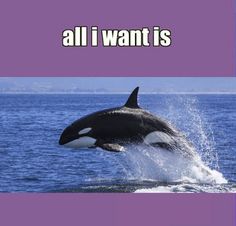 an orca jumping out of the water in front of a purple background with words all i want is