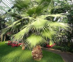 a large palm tree sitting in the middle of a lush green field