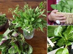 several different pictures of plants in baskets and on the floor, including one with green leaves