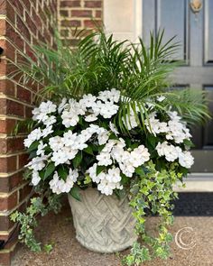 a potted plant with white flowers in front of a door