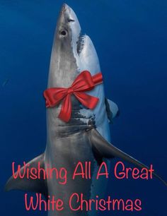 a great white christmas shark with a red bow on it's head and the words wishing all a great white christmas