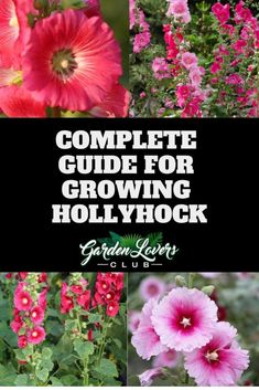 the complete guide for growing hollyhock