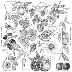 an illustration of fruits and berries