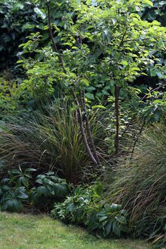 some very pretty plants and trees in the grass