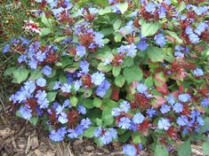 blue flowers are blooming in the garden