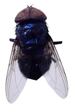 a blue fly with a hat on its head