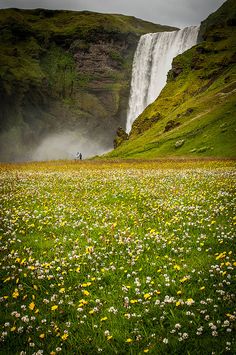 a black and white photo of a waterfall in the distance with wildflowers on the foreground