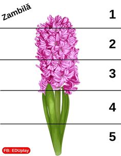 the parts of a pink flower labeled in their names and numbers on a white background