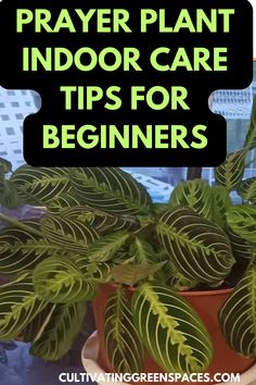 a potted plant with the words prayer plant indoor care tips for beginners