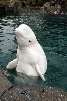 a polar bear is swimming in the water