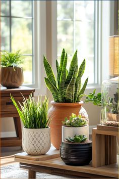 three potted plants sitting on top of a wooden table