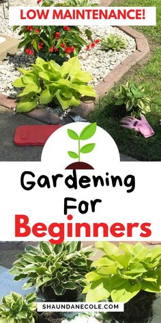 garden for beginners with text overlay that reads low maintenance gardening for beginners