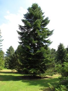 a large pine tree in the middle of a field