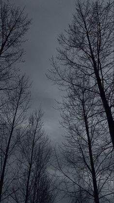 trees with no leaves on them against a cloudy sky