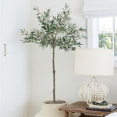 an olive tree in a white vase next to a table with a lamp on it