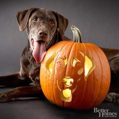 a dog laying next to a carved pumpkin with its tongue out and his mouth open