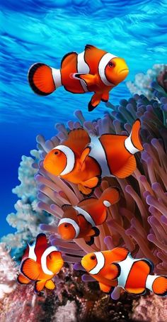 two clown fish are swimming in the ocean