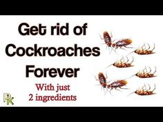 four cockroaches with the words get rid of cockroaches forever