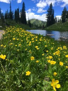 some yellow flowers are in the grass near a river and trees with blue sky behind them