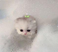 a small white kitten in a bubble bath