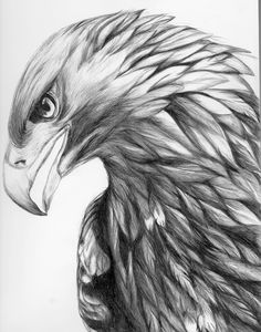 a pencil drawing of an eagle's head