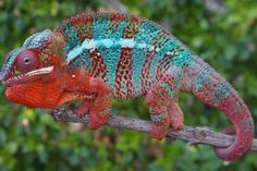 a red and blue chamelon is sitting on a branch