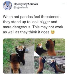 two red pandas playing with each other