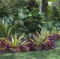 the garden is full of tropical plants and trees, including some purple and yellow flowers