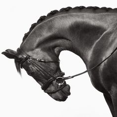 a black and white photo of a horse's head with braids on it