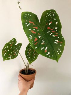 a hand holding a potted plant with white speckles and green leaves on it