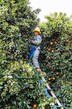 a man standing on a ladder picking oranges from an orange tree in the forest