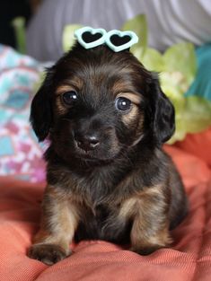 a small brown and black dog with heart shaped glasses on it's head sitting on a bed